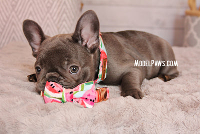 Watermelon Dog Collar|Bowtie|Leash