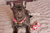 Watermelon Dog Collar|Bowtie|Leash