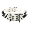 Leather Spiked & Studded Dog Collar